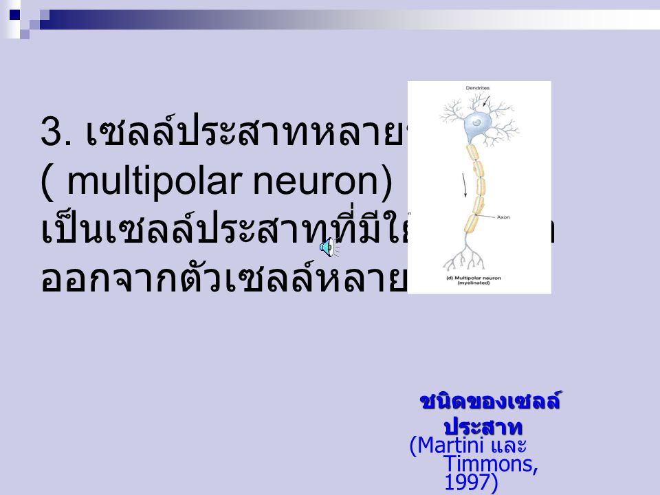 3. เซลล์ประสาทหลายขั้ว ( multipolar neuron) เป็นเซลล์ประสาทที่มีใยประสาท ออกจากตัวเซลล์หลายเส้น
