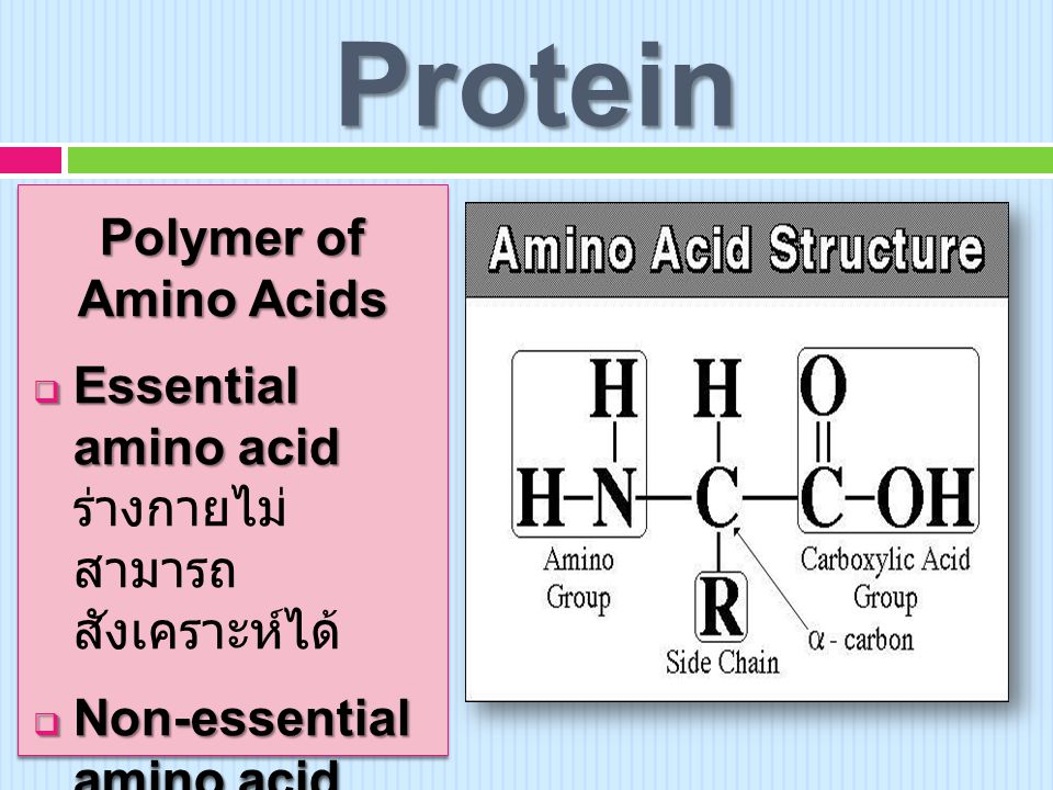 Protein Polymer of Amino Acids