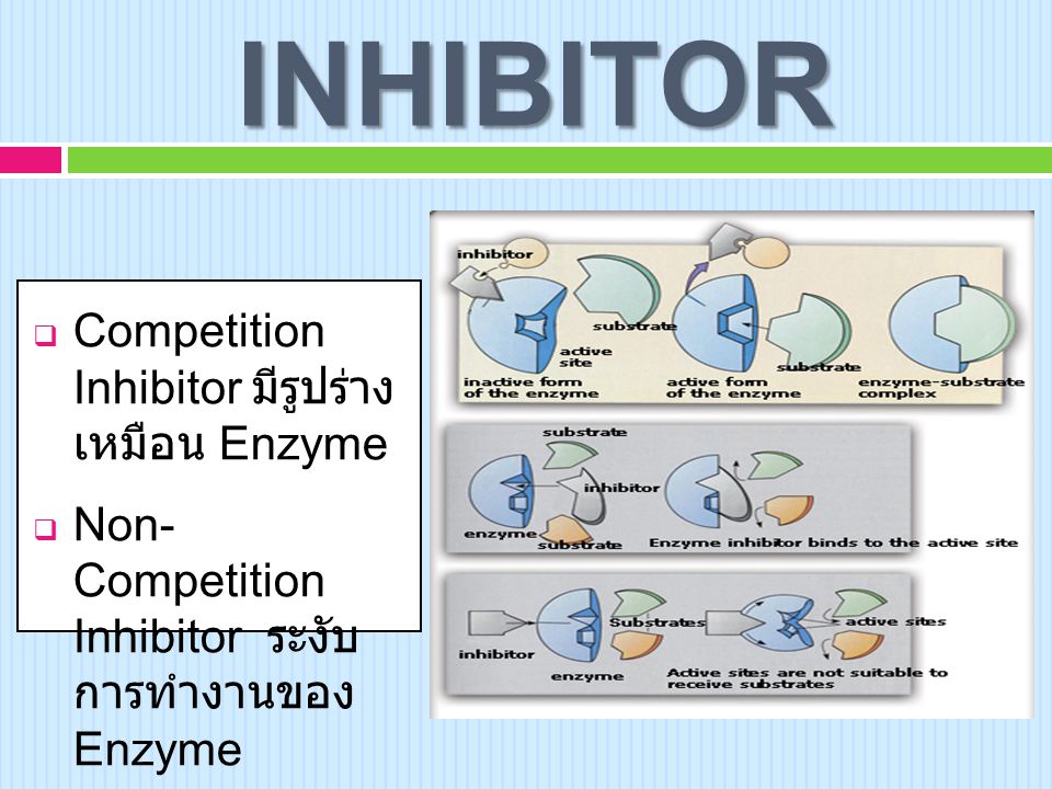 INHIBITOR Competition Inhibitor มีรูปร่าง เหมือน Enzyme