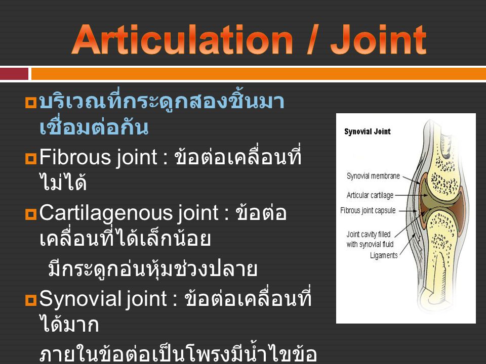Articulation / Joint บริเวณที่กระดูกสองชิ้นมา เชื่อมต่อกัน