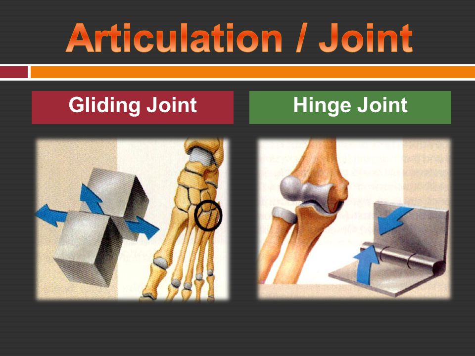 Articulation / Joint Gliding Joint Hinge Joint