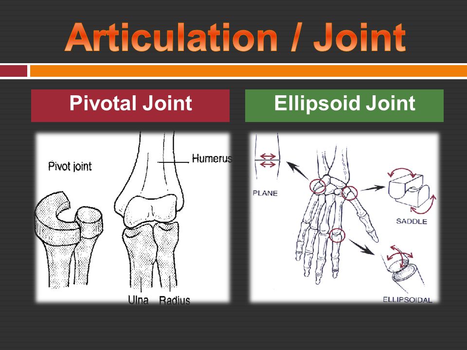 Articulation / Joint Pivotal Joint Ellipsoid Joint