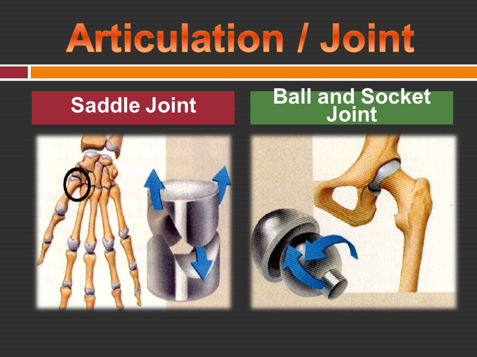 Articulation / Joint Saddle Joint Ball and Socket Joint