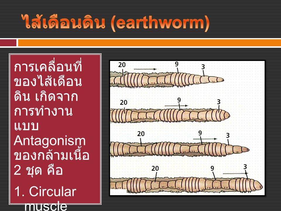 ไส้เดือนดิน (earthworm)