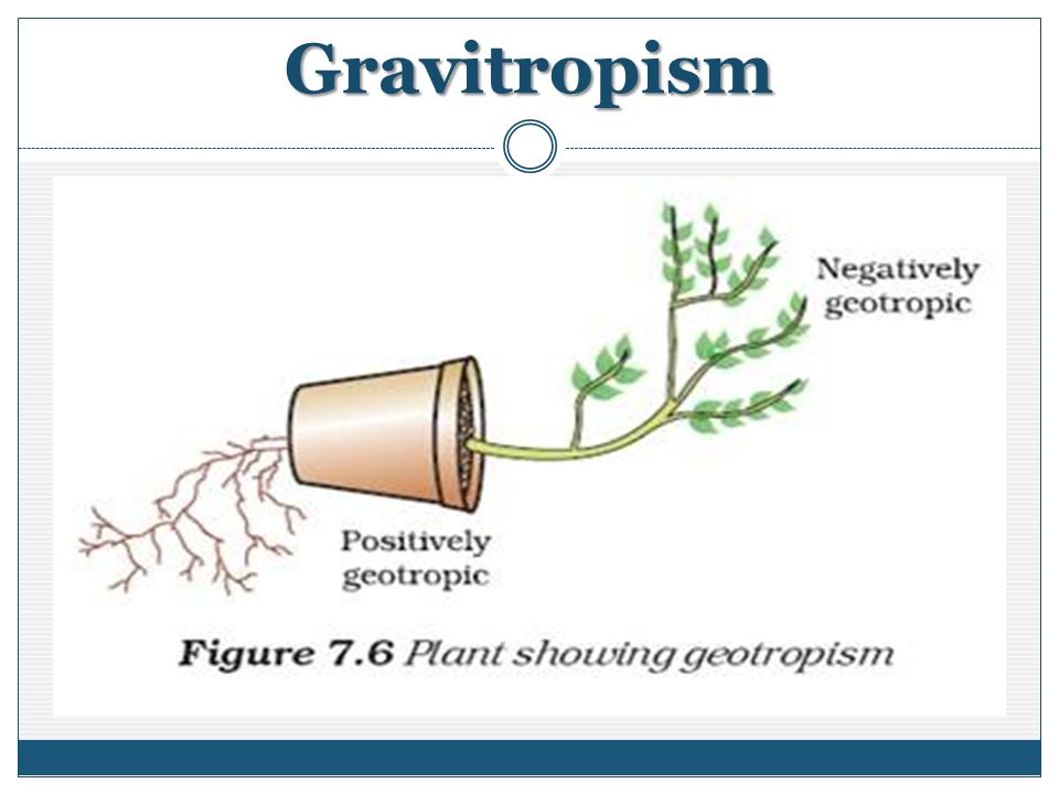 Gravitropism