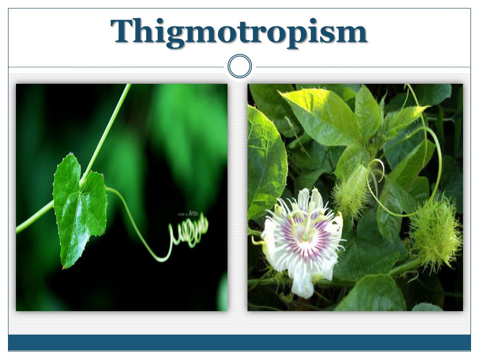 Thigmotropism