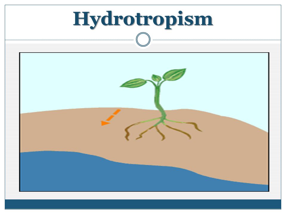 Hydrotropism