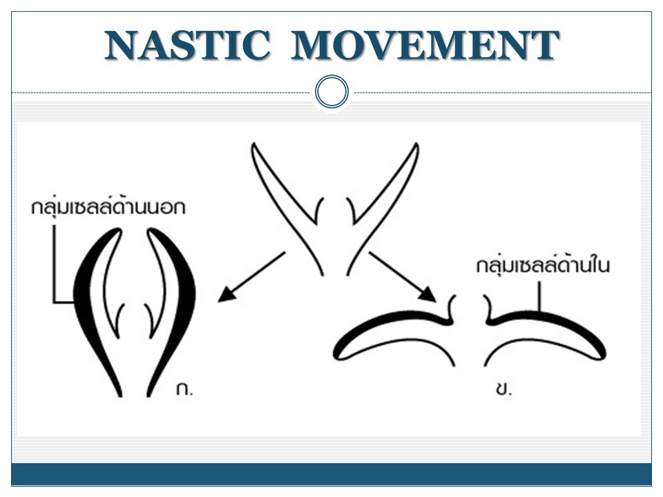 NASTIC MOVEMENT