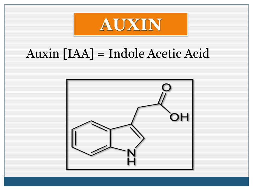 Auxin [IAA] = Indole Acetic Acid