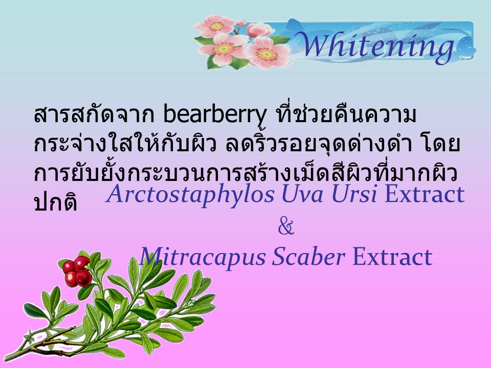 Arctostaphylos Uva Ursi Extract & Mitracapus Scaber Extract