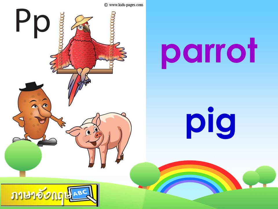 parrot pig