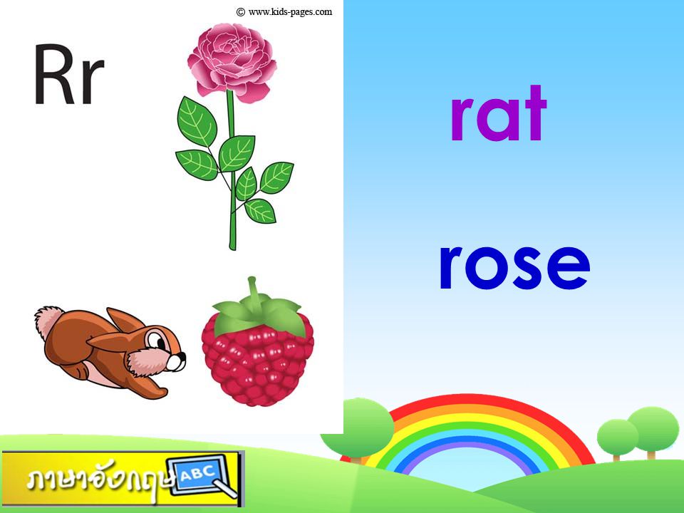 rat rose
