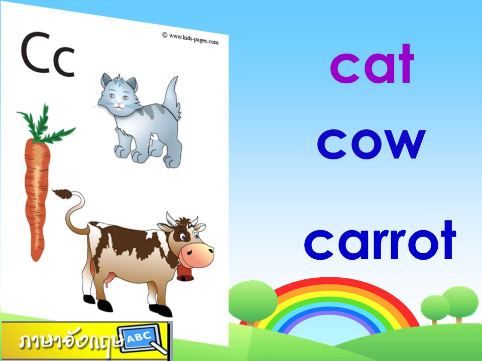 cat cow carrot