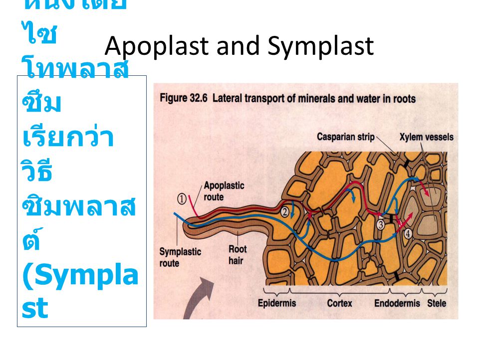 Apoplast and Symplast ผ่านจากเซลล์ หนึ่งไปอีกเซลล์หนึ่งโดย ไซโทพลาสซึมเรียกว่าวิธีซิมพลาสต์(Symplast.