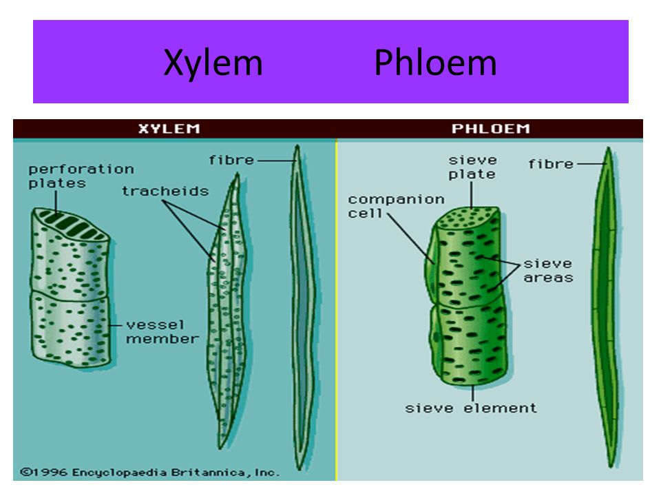 Xylem Phloem