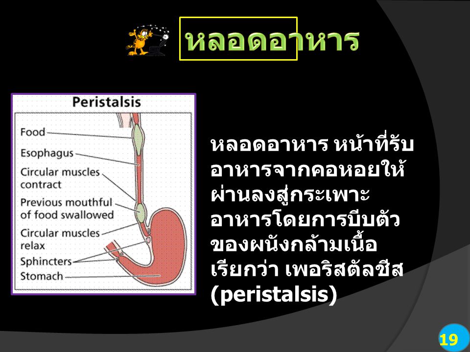 หลอดอาหาร หลอดอาหาร หน้าที่รับอาหารจากคอหอยให้ผ่านลงสู่กระเพาะอาหารโดยการบีบตัวของผนังกล้ามเนื้อ เรียกว่า เพอริสตัลชีส (peristalsis)