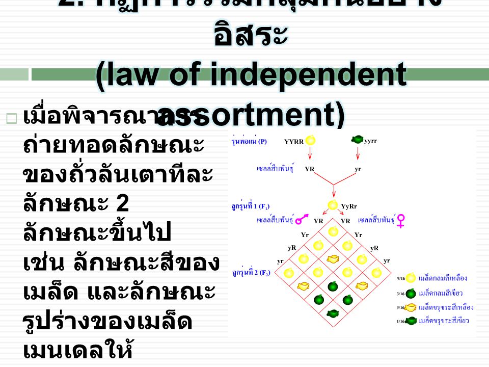 2. กฏการรวมกลุ่มกันอย่างอิสระ (law of independent assortment)
