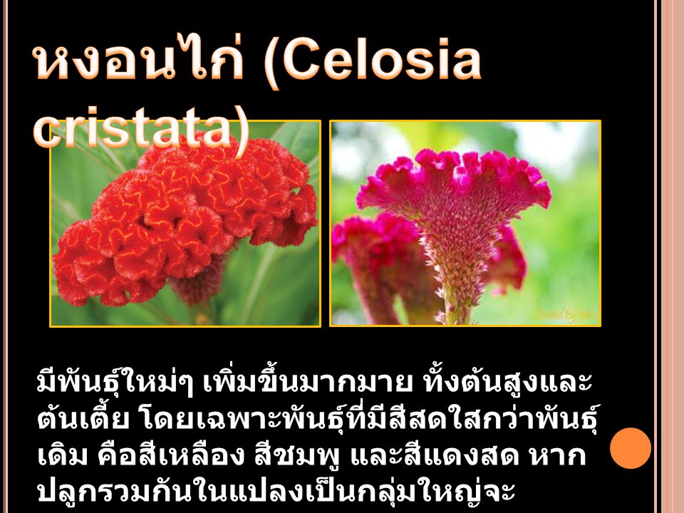 หงอนไก่ (Celosia cristata)