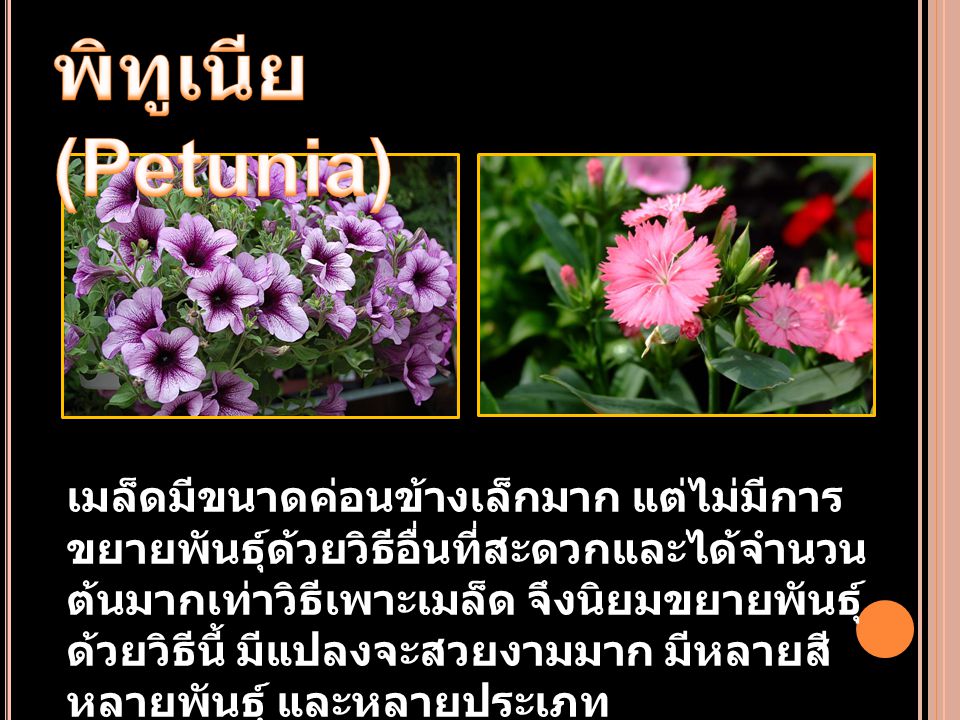 พิทูเนีย (Petunia)
