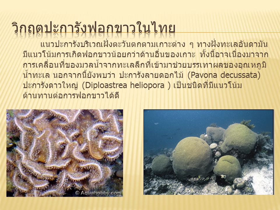 วิกฤตปะการังฟอกขาวในไทย