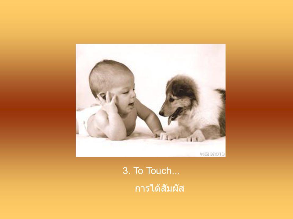 3. To Touch... การได้สัมผัส