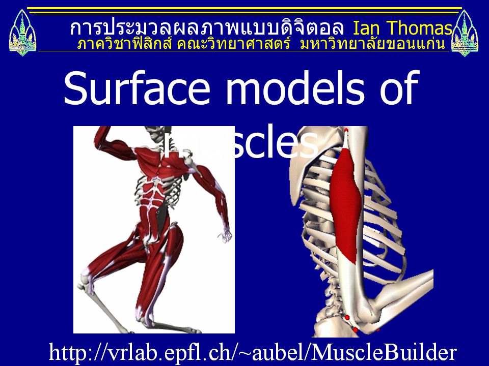 Surface models of muscles