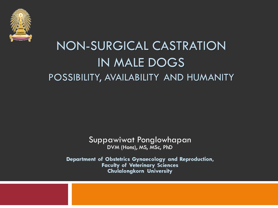 Non-surgical castration in male dogs Possibility, availability and humanity