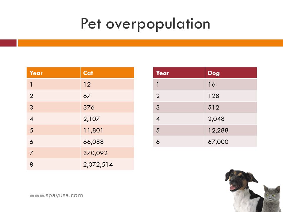 Pet overpopulation Year Cat , , ,088