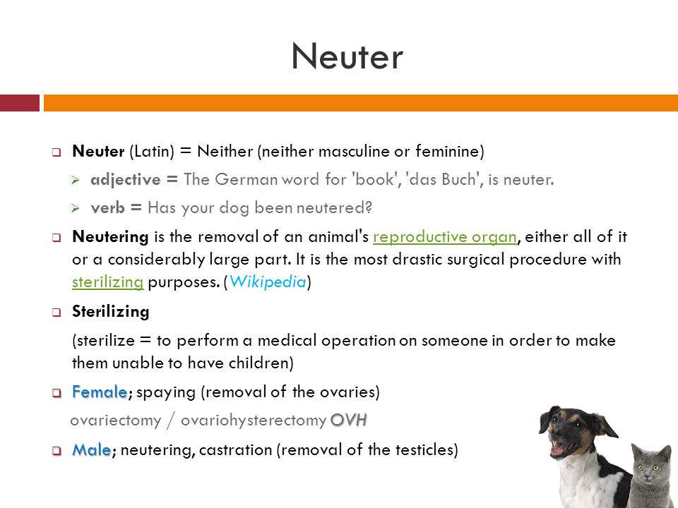 Neuter Neuter (Latin) = Neither (neither masculine or feminine)