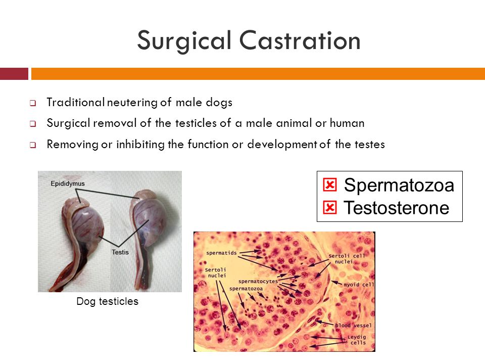 Surgical Castration  Spermatozoa  Testosterone