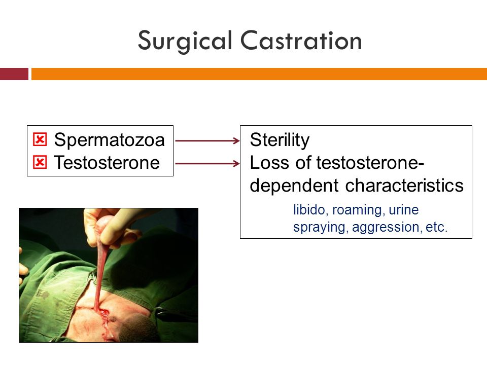 Surgical Castration  Spermatozoa  Testosterone Sterility