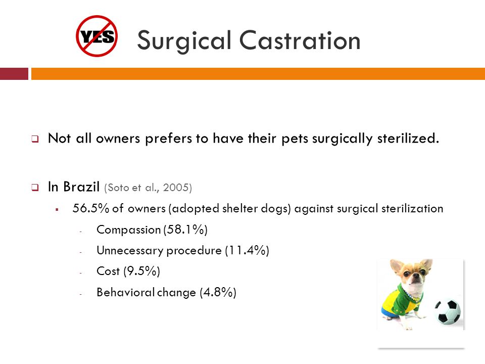 Surgical Castration Not all owners prefers to have their pets surgically sterilized. In Brazil (Soto et al., 2005)