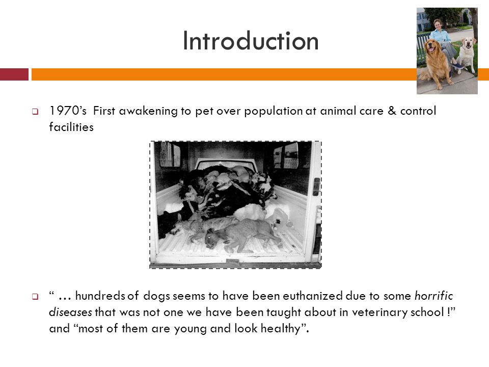 Introduction 1970’s First awakening to pet over population at animal care & control facilities.