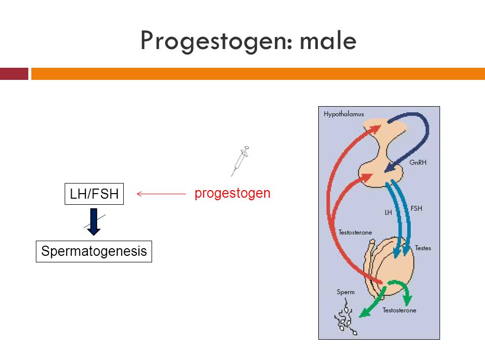 Progestogen: male LH/FSH progestogen Spermatogenesis