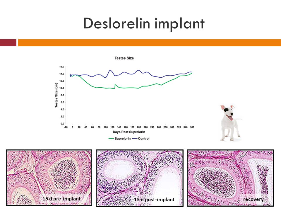 Deslorelin implant 15 d pre-implant 15 d post-implant recovery