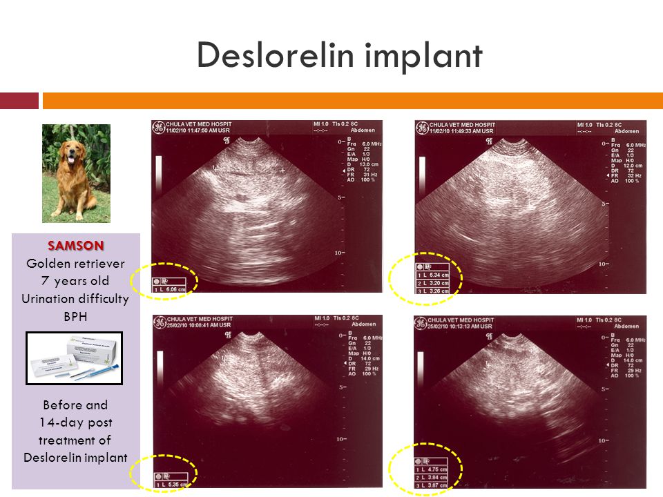 14-day post treatment of Deslorelin implant