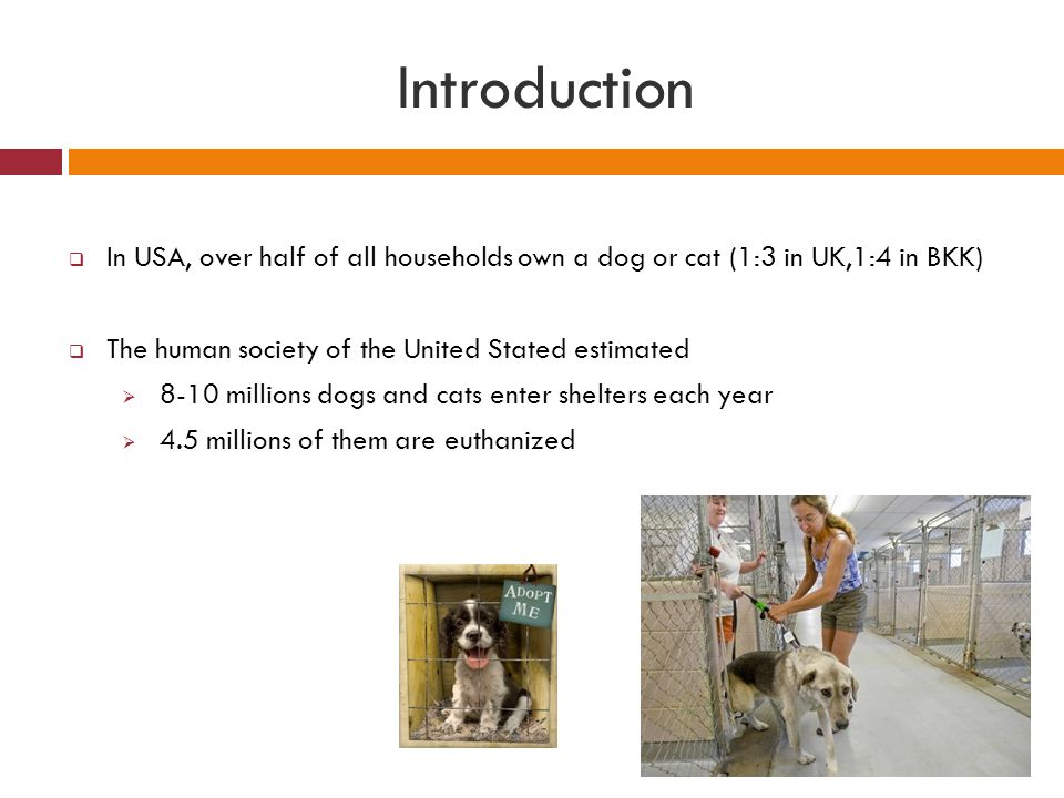 Introduction In USA, over half of all households own a dog or cat (1:3 in UK,1:4 in BKK) The human society of the United Stated estimated.