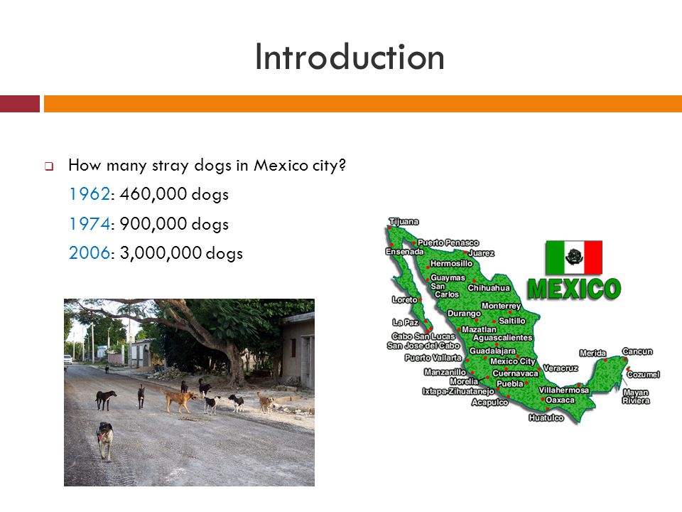 Introduction How many stray dogs in Mexico city 1962: 460,000 dogs