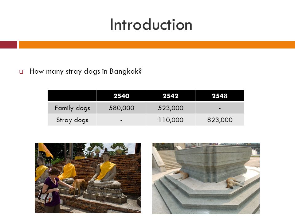 Introduction How many stray dogs in Bangkok