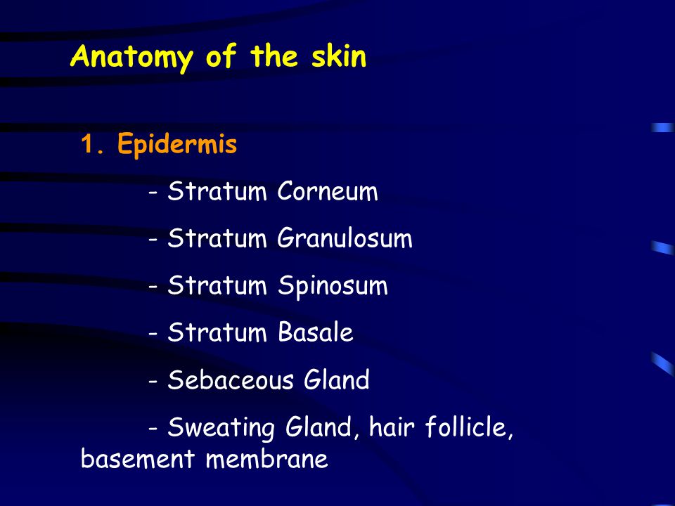 Anatomy of the skin 1. Epidermis - Stratum Corneum