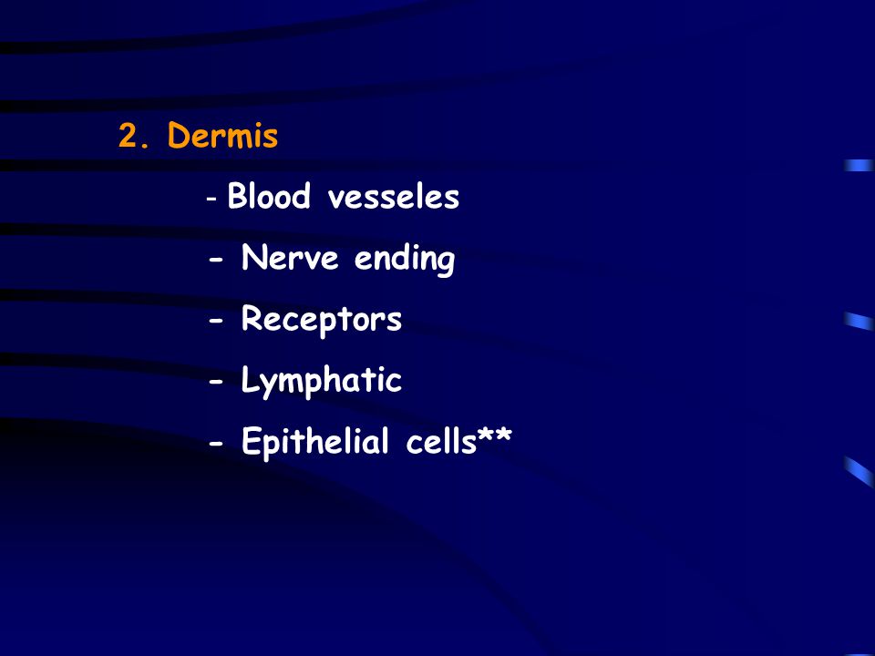 2. Dermis - Blood vesseles - Nerve ending - Receptors - Lymphatic - Epithelial cells**
