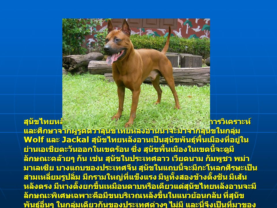 สุนัขไทยหลังอานถือกำเนิดขึ้นมาบนโลกนี้ได้อย่างไร มีการวิเคราะห์และศึกษาจากผู้รู้คิดว่าสุนัขไทยหลังอานน่าจะมาจากสุนัขในกลุ่ม Wolf และ Jackal สุนัขไทยหลังอานเป็นสุนัขพันธุ์พื้นเมืองที่อยู่ในย่านเอเชียตะวันออกในเขตร้อน ซี่ง สุนัขพื้นเมืองในเขตนี้จะดูมีลักษณะคล้ายๆ กัน เช่น สุนัขในประเทศลาว เวียดนาม กัมพูชา พม่า มาเลเซีย บางแถบของประเทศจีน สุนัขในแถบนี้จะมีกะโหลกศีรษะเป็นสามเหลี่ยมรูปลิ่ม มีกรามใหญ่ที่แข็งแรง มีหูทั้งสองข้างตั้งชัน มีเส้นหลังตรง มีหางตั้งยกขึ้นเหมือนดาบหรือเคียวแต่สุนัขไทยหลังอานจะมีลักษณะพิเศษเฉพาะคือมีขนบริเวณหลังขึ้นในแนวย้อนกลับ ที่สุนัขพันธุ์อื่นๆ ในกลุ่มเดียวกันของประเทศต่างๆ ไม่มี และนี่จึงเป็นที่มาของสุนัขไทยหลังอาน