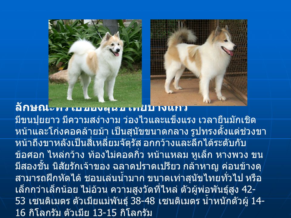 ลักษณะทั่วไปของสุนัขไทยบางแก้ว