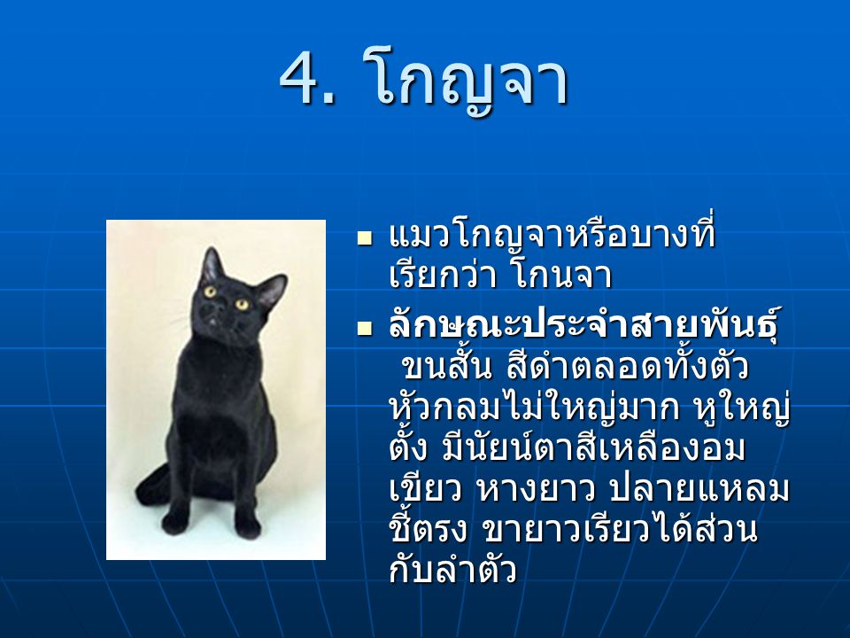 4. โกญจา แมวโกญจาหรือบางที่เรียกว่า โกนจา