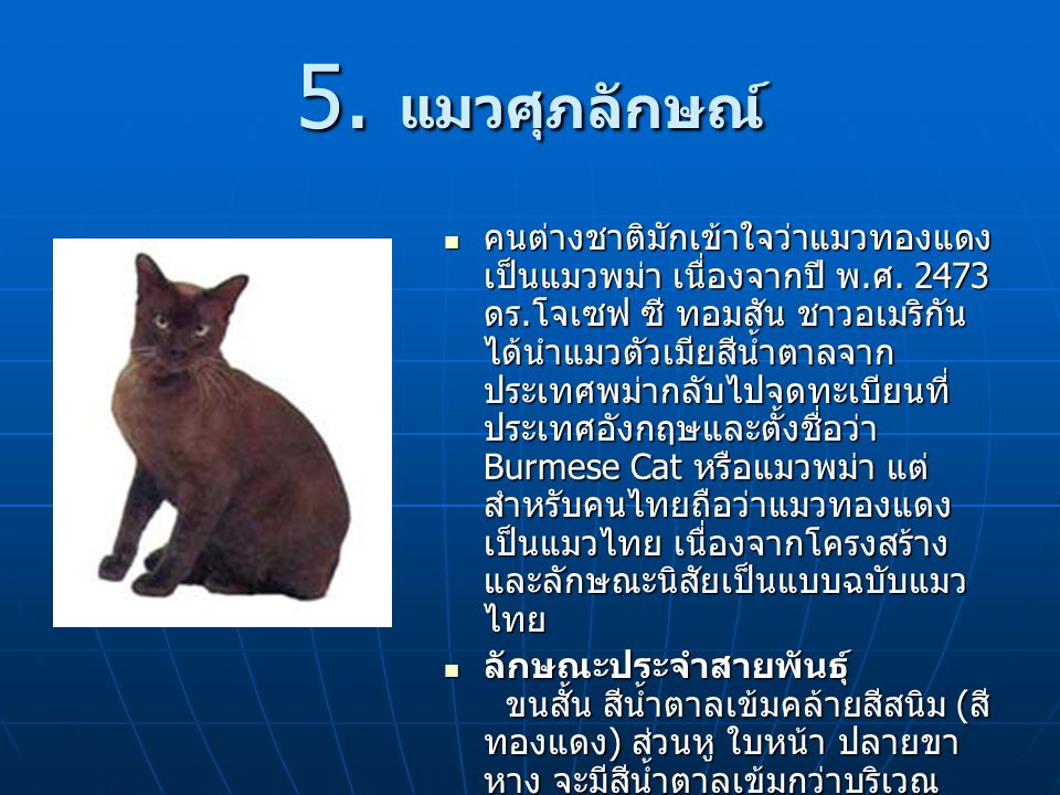 5. แมวศุภลักษณ์