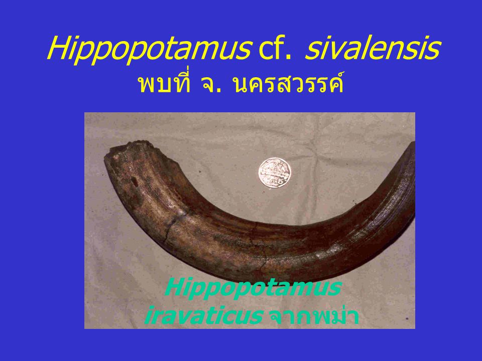 Hippopotamus cf. sivalensis พบที่ จ. นครสวรรค์