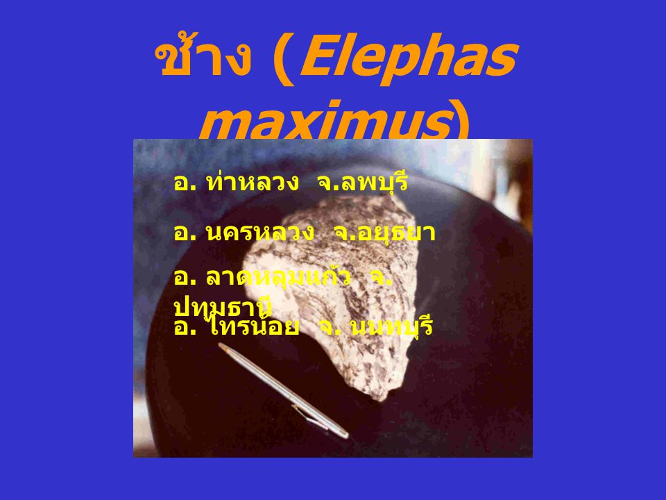 ช้าง (Elephas maximus)