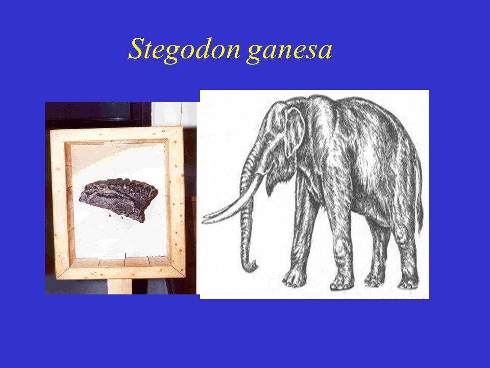 Stegodon ganesa