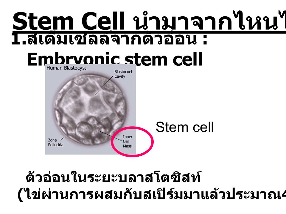 Stem Cell นำมาจากไหนได้บ้าง