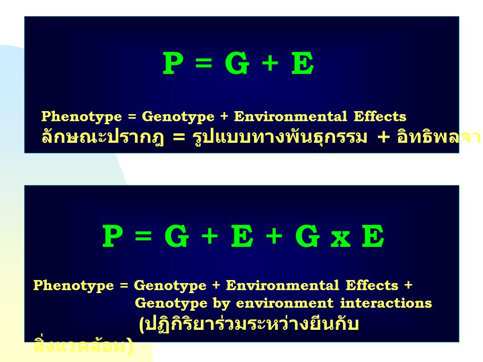P = G + E Phenotype = Genotype + Environmental Effects. ลักษณะปรากฎ = รูปแบบทางพันธุกรรม + อิทธิพลจากสิ่งแวดล้อม.